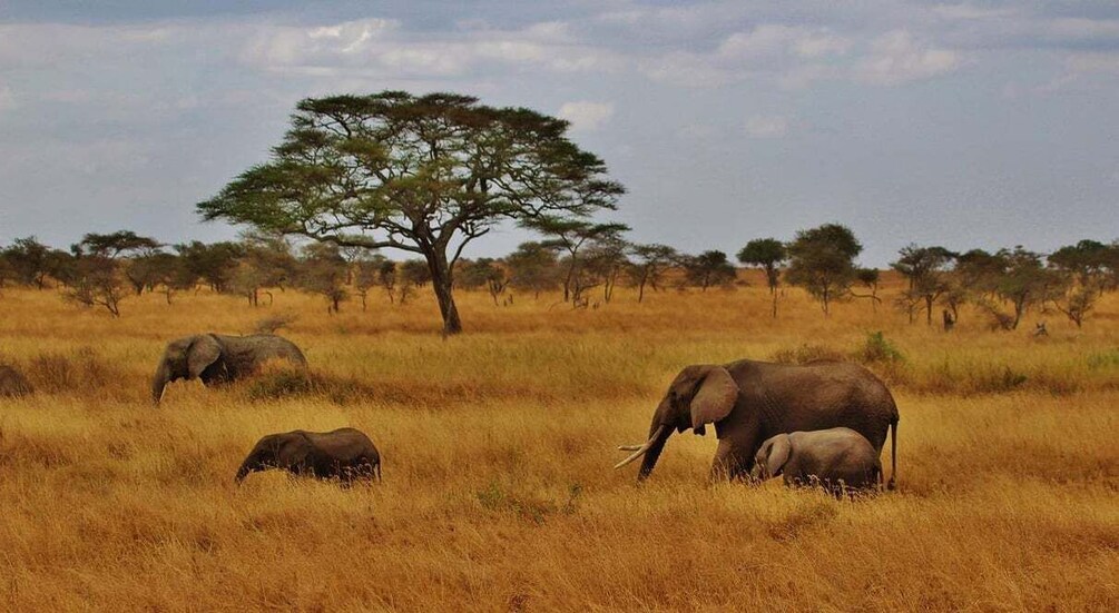 Elephants in a savanna with dry grass and scattered trees. 2