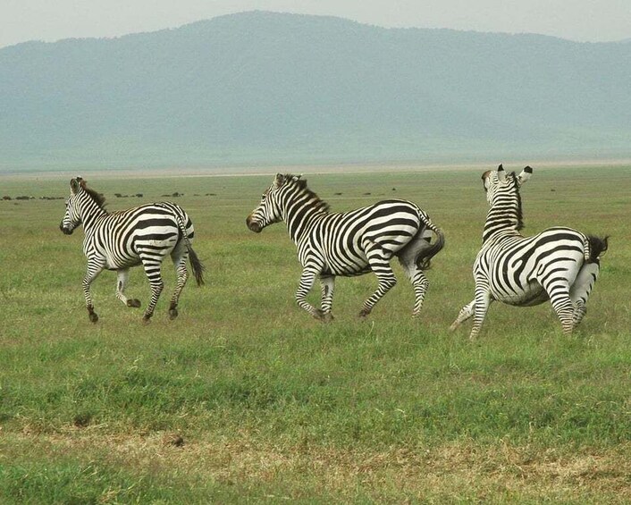 Zebras running across a grassy field with mountains in the background. 5