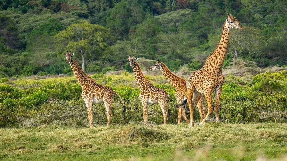 Four giraffes standing in a grassy field with dense green foliage in the background. 4