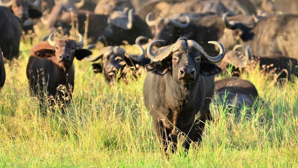 A herd of black wildebeests in a grassy field. 1