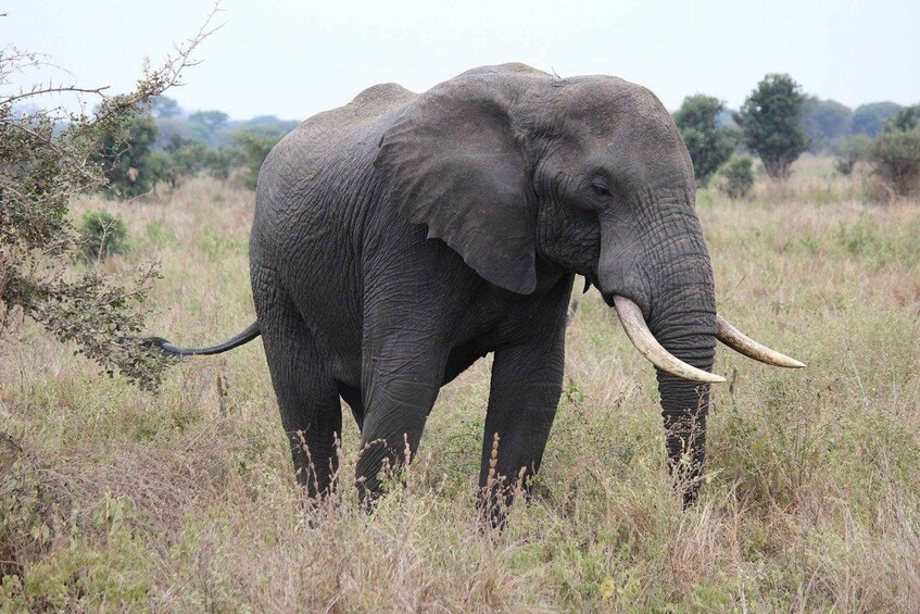 An elephant in a grassy field with trees in the background. 3