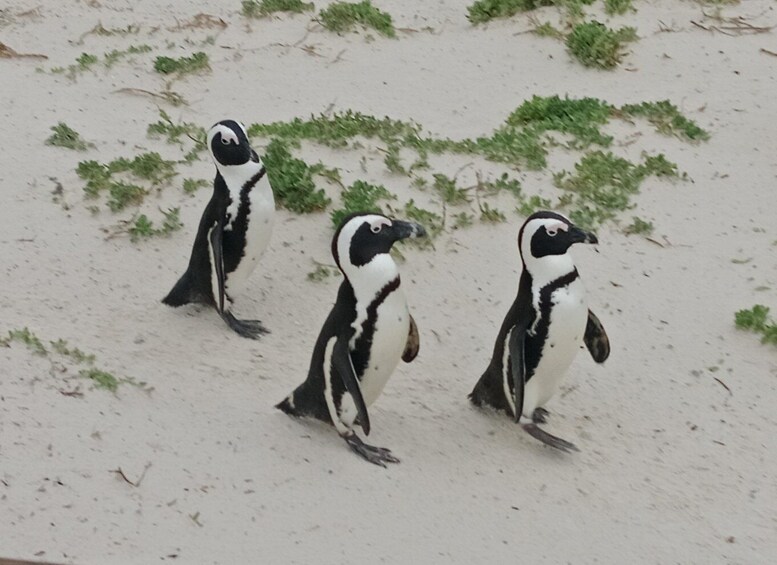 Three penguins standing on a sandy beach with sparse green vegetation. 3