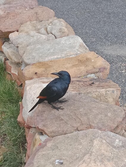 A black bird with a red tail perched on a rock. 5