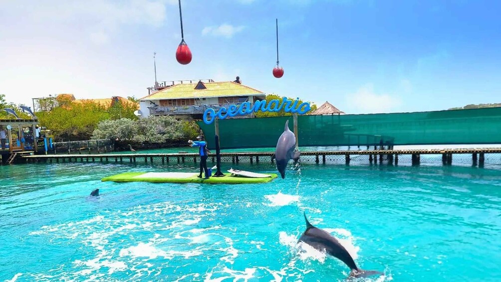 Picture 5 for Activity CARTAGENA: 4 islands by sport boat +oceanarium tickets 2