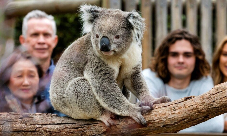 A koala sitting on a tree branch. 4