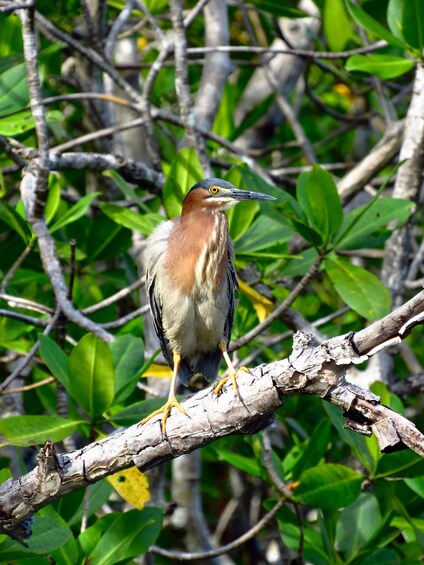 A bird perched on a branch surrounded by green foliage. 2