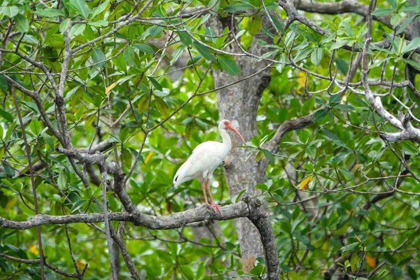 A white bird perched on a tree branch surrounded by dense green foliage. 5