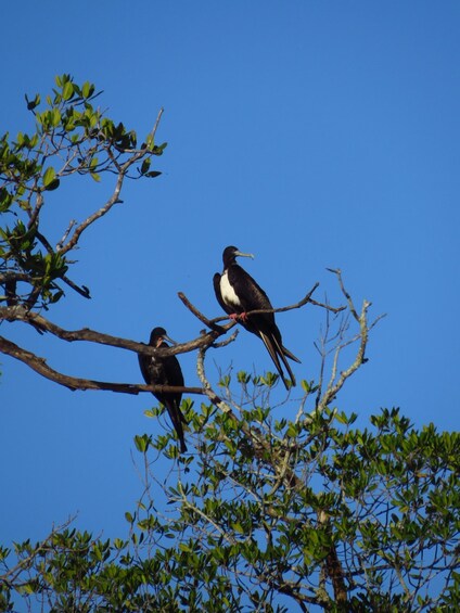 Two birds perched on a tree branch against a clear blue sky. 3