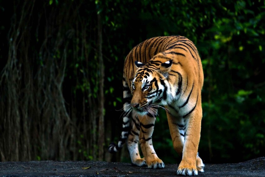 Picture 3 for Activity From Agra: 5-Day Rajasthan Tour with Ranthambore 1