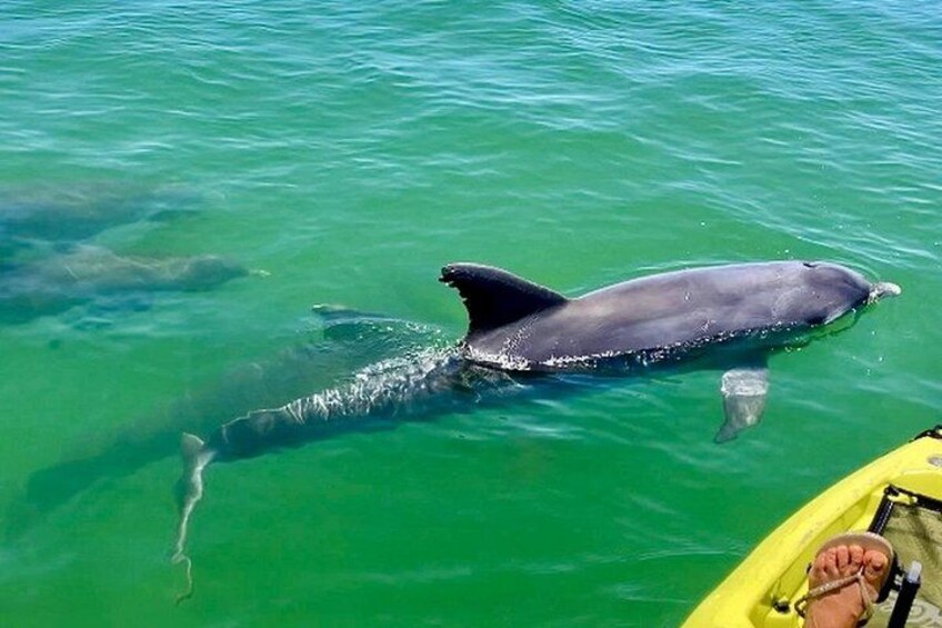 Exclusive Pedal Kayak Tour Marco Island Naples 4