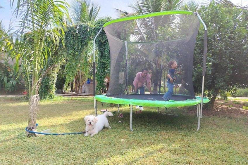 A trampoline in a grassy yard with a dog lying nearby. 2