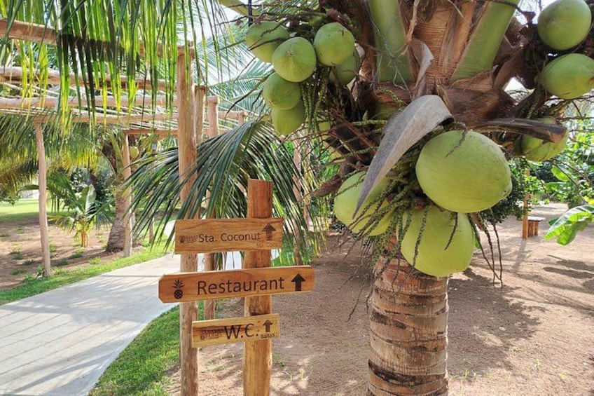 A signpost with directions to a restaurant and a coconut tree with coconuts. 3