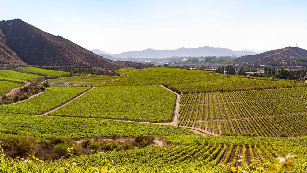 A vineyard with rows of grapevines, surrounded by hills and mountains. 1
