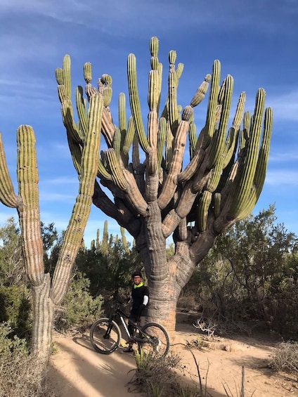 A person on a mountain bike near a large cactus. 1