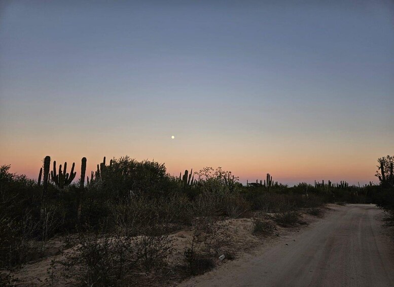 A desert landscape with a dirt road, cacti, and a moon in the sky. 2