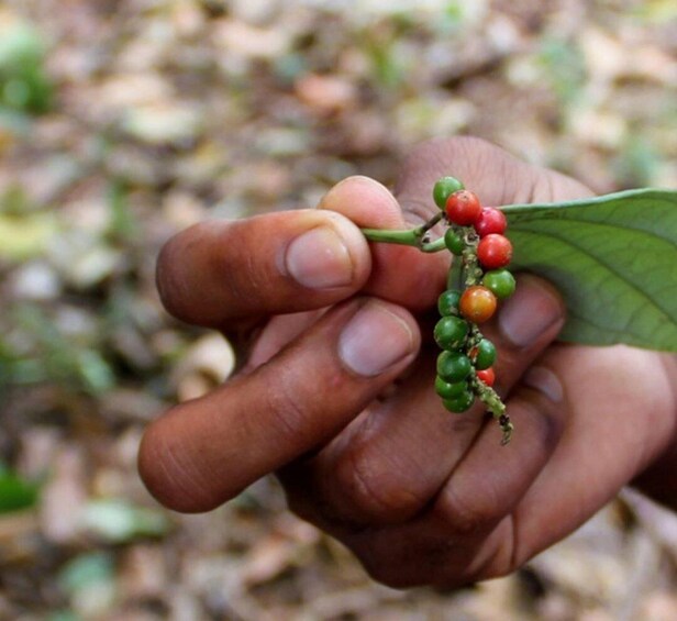 Picture 4 for Activity Zanzibar: Spice Farm Private Tour 2