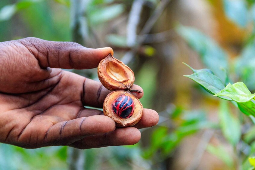 Picture 1 for Activity Zanzibar: Spice Farm Private Tour 1