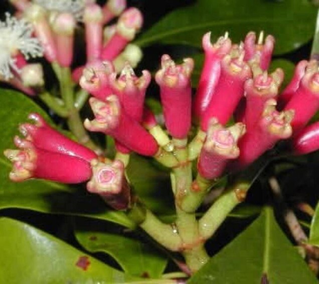 Picture 3 for Activity Zanzibar: Spice Farm Private Tour 3