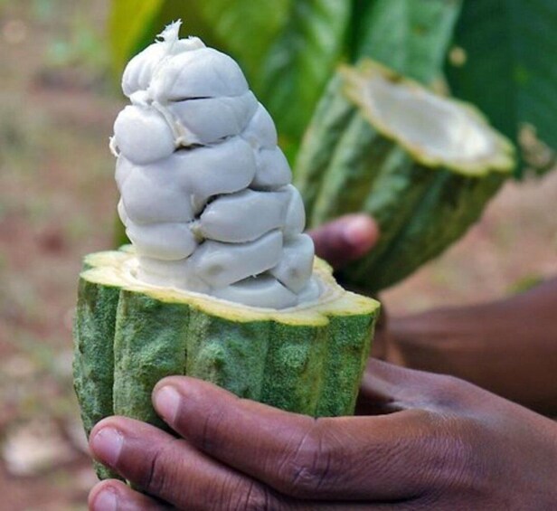 Picture 6 for Activity Zanzibar: Spice Farm Private Tour 5