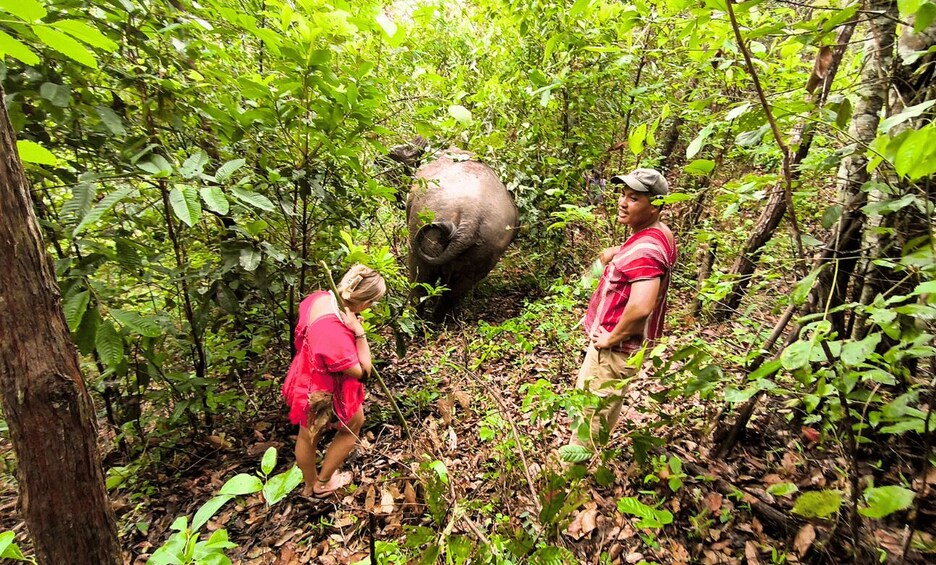 A person in a red shirt and another in a striped shirt standing in a forest with a large, dark-colored elephant in the background. 3