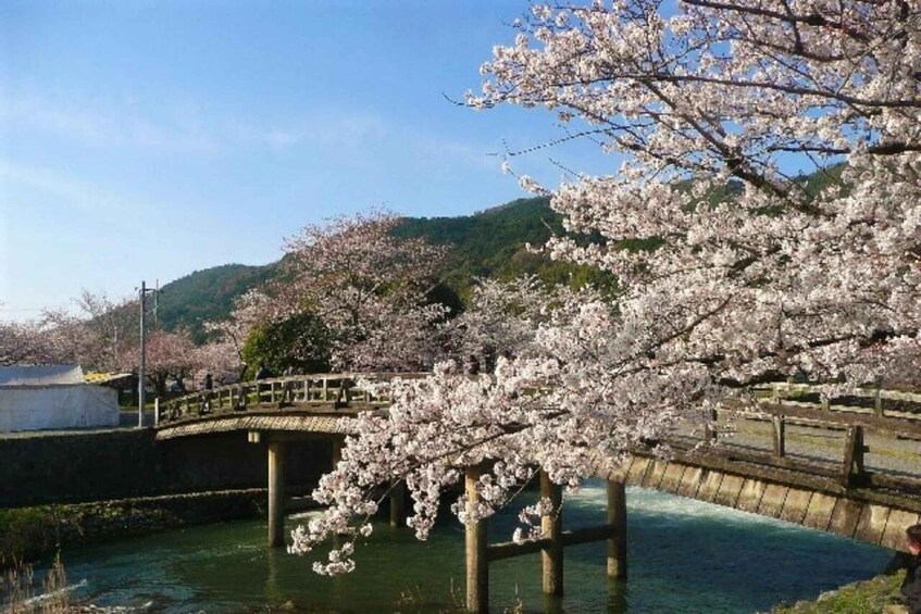 A cherry blossom tree with branches overhanging a bridge over a river. 4