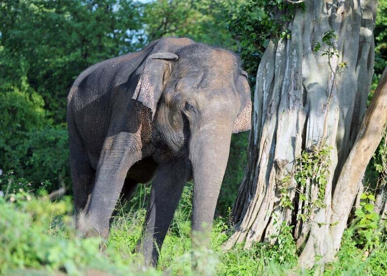 An elephant near a large tree in a green forest. 2