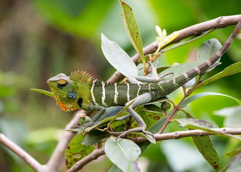 A green lizard with white stripes on a branch with green leaves. 5