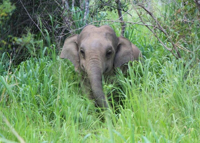 An elephant in a grassy area with trees in the background. 3