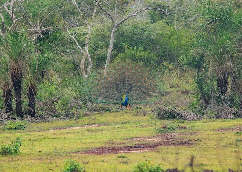 A peacock displaying its tail feathers in a grassy field with trees in the background. 4