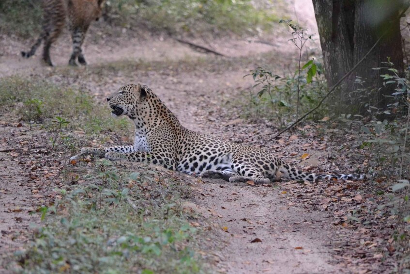 A leopard lying on a dirt path in a forested area. 1