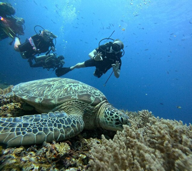 A sea turtle on a coral reef with two scuba divers in the background. 1