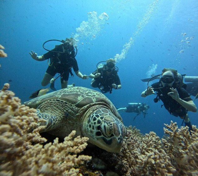 Divers swimming with a sea turtle near a coral reef. 5