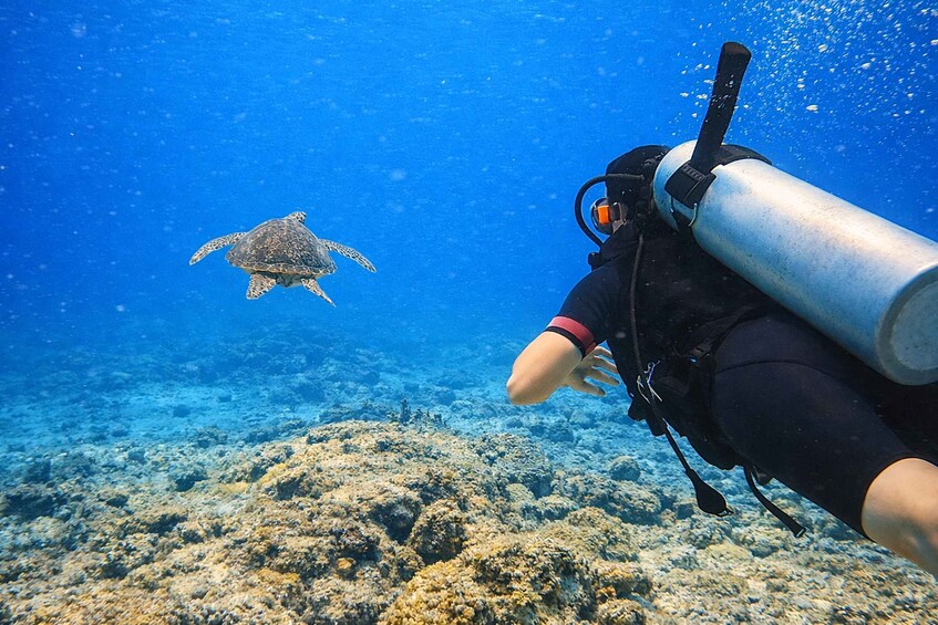A diver with a scuba tank observing a sea turtle swimming near a coral reef. 3