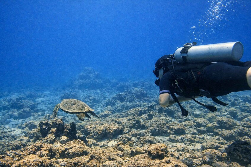 A diver with a scuba tank swimming near a turtle on a coral reef. 2