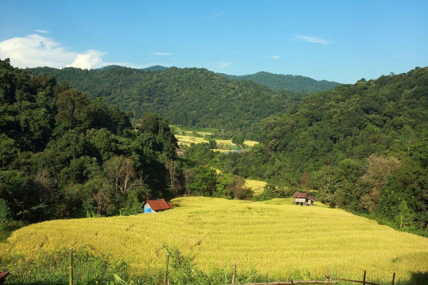 A lush green valley with two small houses and a rice field. 1
