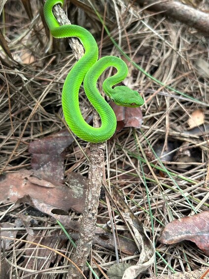 Picture 78 for Activity Chiang Mai: Doi Inthanon Trip with Pha Dok Siew Guided Trek 3