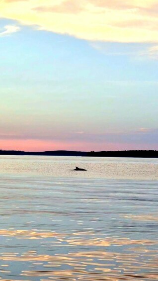 Picture 5 for Activity Medulin: Unforgetable Medulin Sunset/Dolphin PRIVATE tour 3