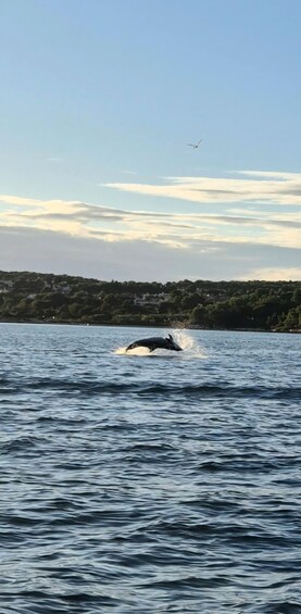 Picture 2 for Activity Medulin: Unforgetable Medulin Sunset/Dolphin PRIVATE tour 4