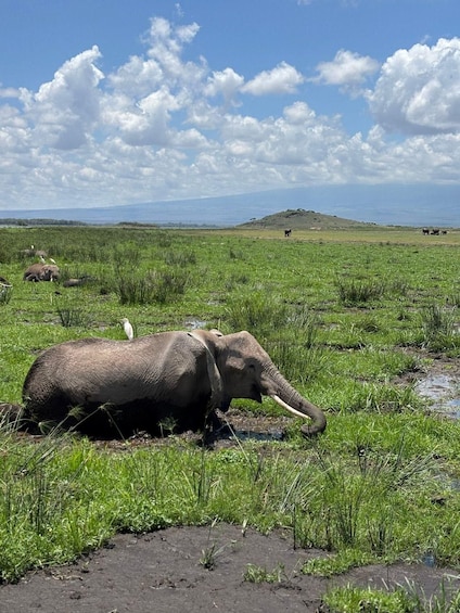 Un elefante descansando en un campo con hierba, con un pájaro posado en su lomo, bajo un cielo parcialmente nublado. 5