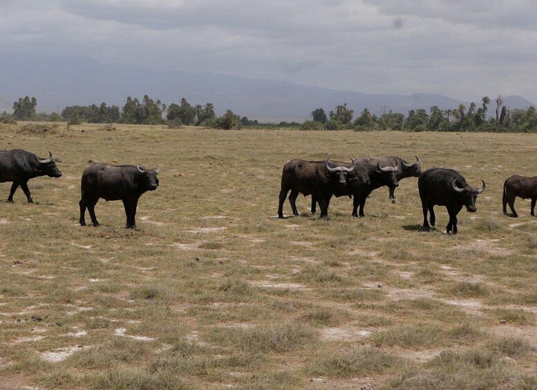 Un grupo de búfalos pastando en un campo cubierto de hierba, con árboles y montañas al fondo. 2