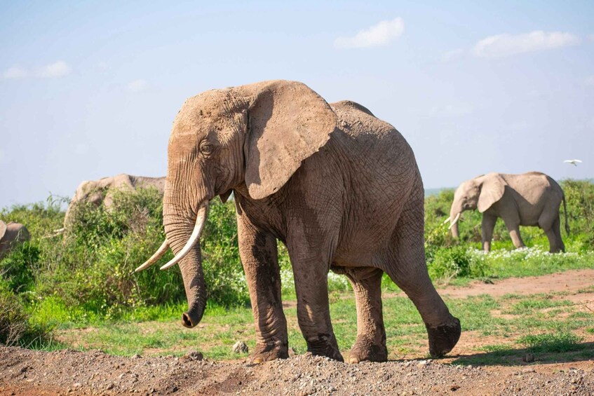 Un elefante caminando por un sendero de tierra con vegetación al fondo. 1