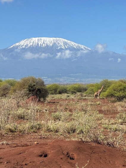 Una jirafa en una sabana con una montaña al fondo. 3