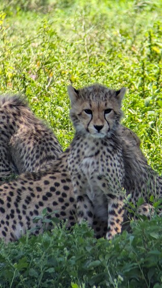 Picture 11 for Activity Arusha: 4-Day Serengeti & Ngorongoro Crater Safari 3
