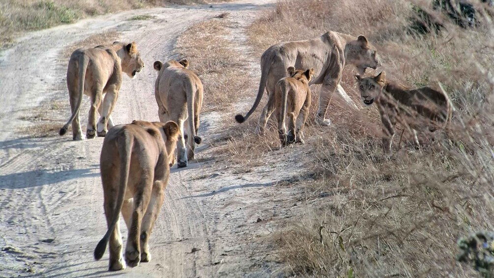 Picture 7 for Activity Arusha: 4-Day Serengeti & Ngorongoro Crater Safari 5