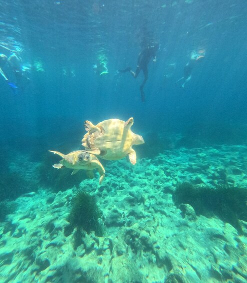 A turtle swimming underwater with a diver in the background. 2
