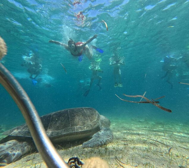 A diver swimming with a sea turtle in clear water. 4