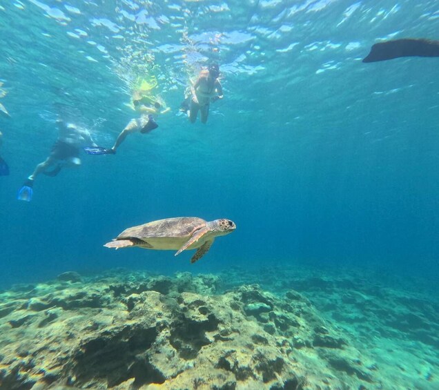A turtle swimming underwater with divers in the background. 3