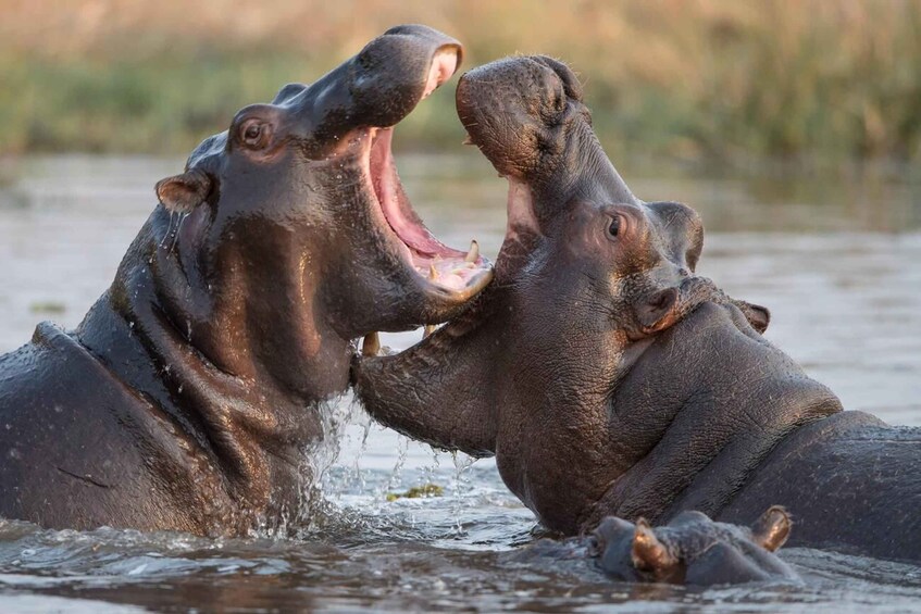 Two hippos in water, one with its mouth open. 4