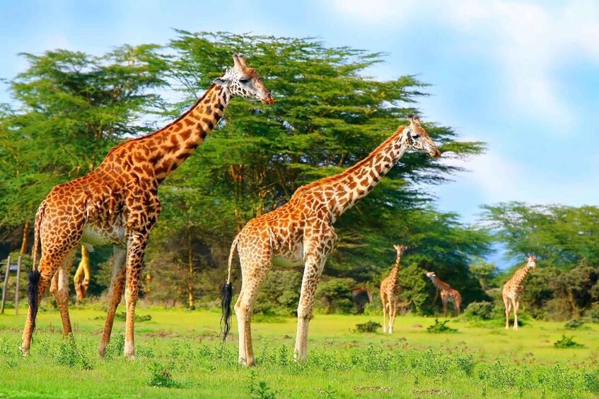 Two giraffes standing in a grassy field with trees in the background. 2