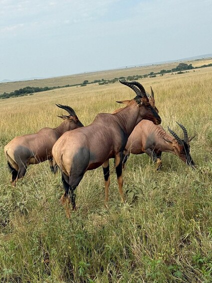 Three antelopes grazing in a grassy field with a distant landscape. 2